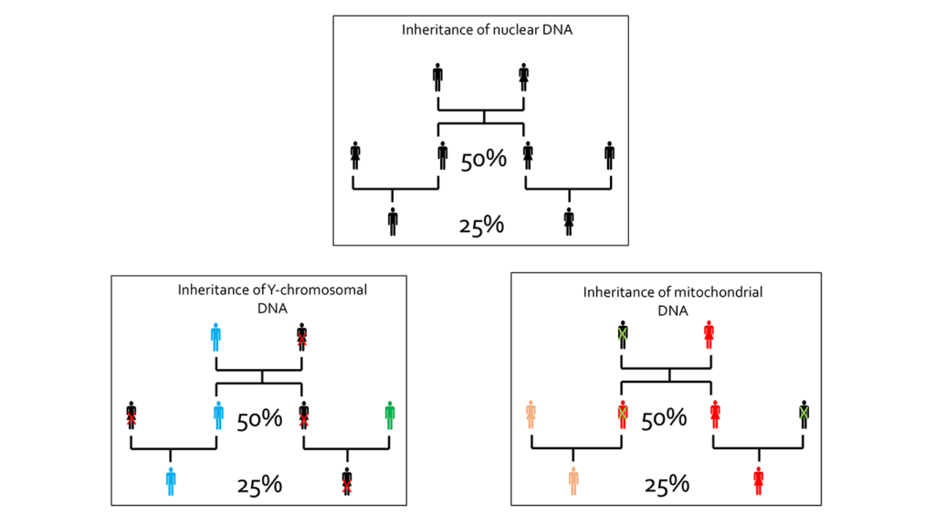 Inheritance Infographic DNA