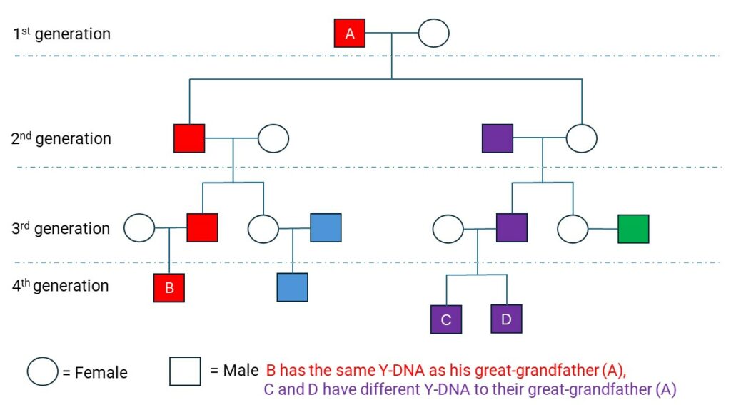 Simple Y-chromosome family tree